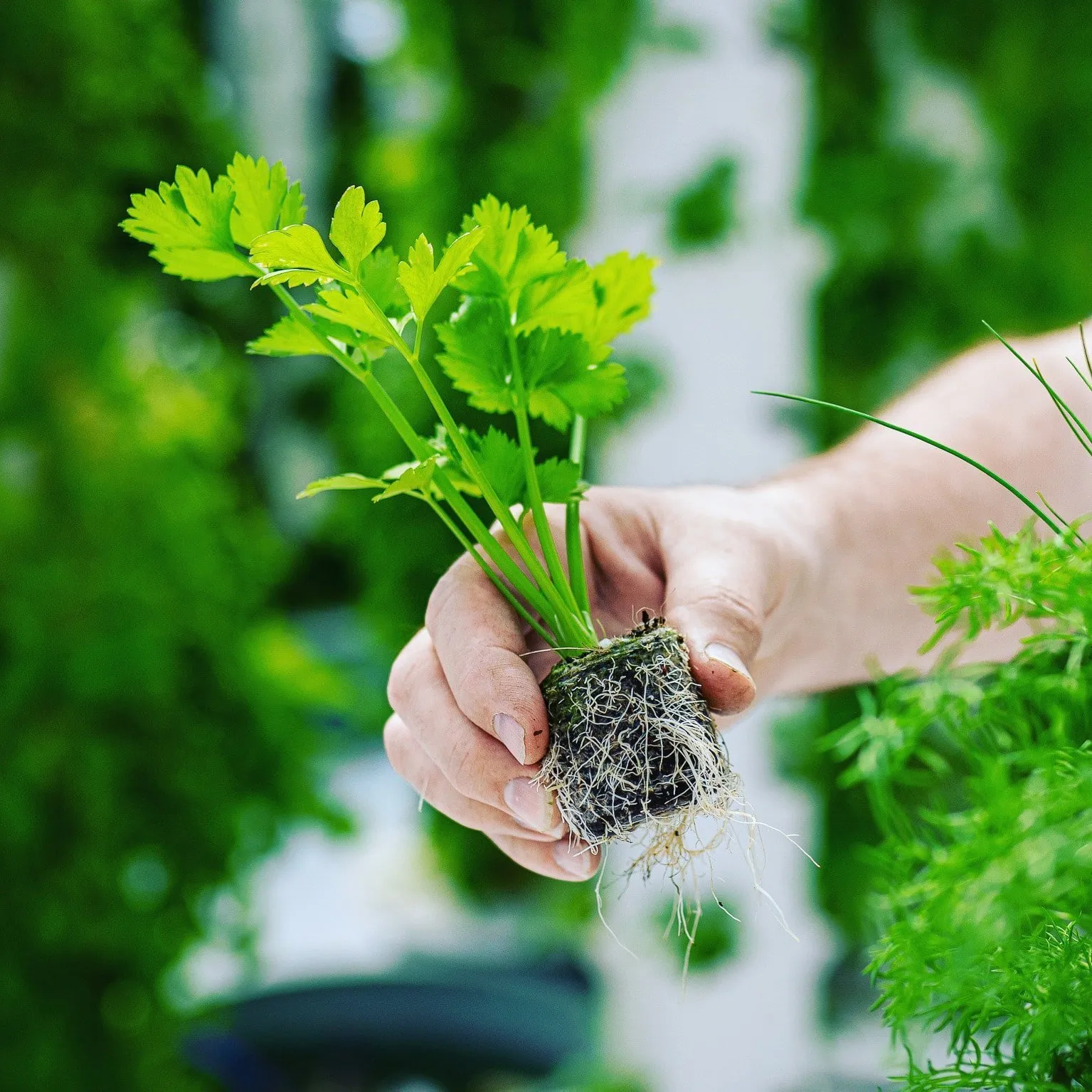 aeroponics-celery-seedling