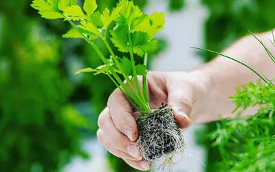 Aeroponic celery on a Tower Garden