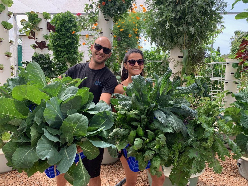 collard-green-harvest-tower-garden