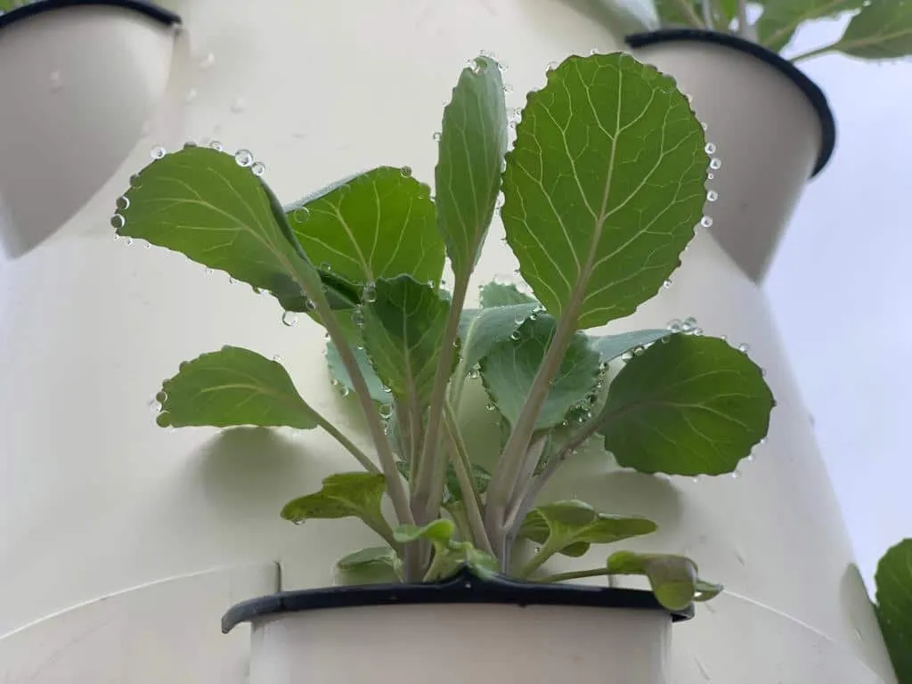 collard-greens-seedling