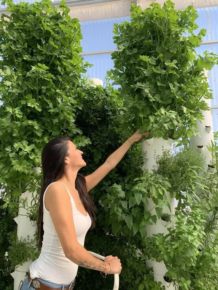 greenhouse-hydroponic-celery
