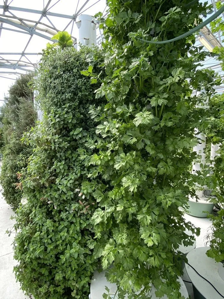 growing-celery-tower-garden