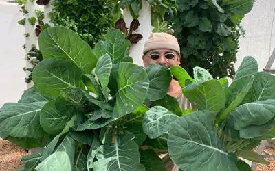 Growing collard greens on a Tower Garden