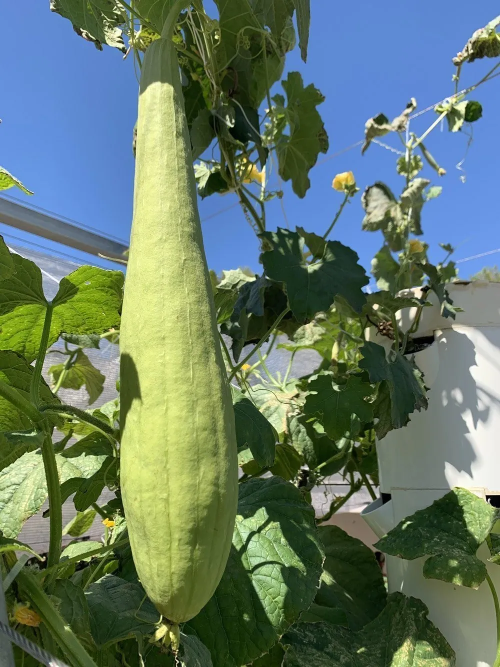tower-farms-loofah