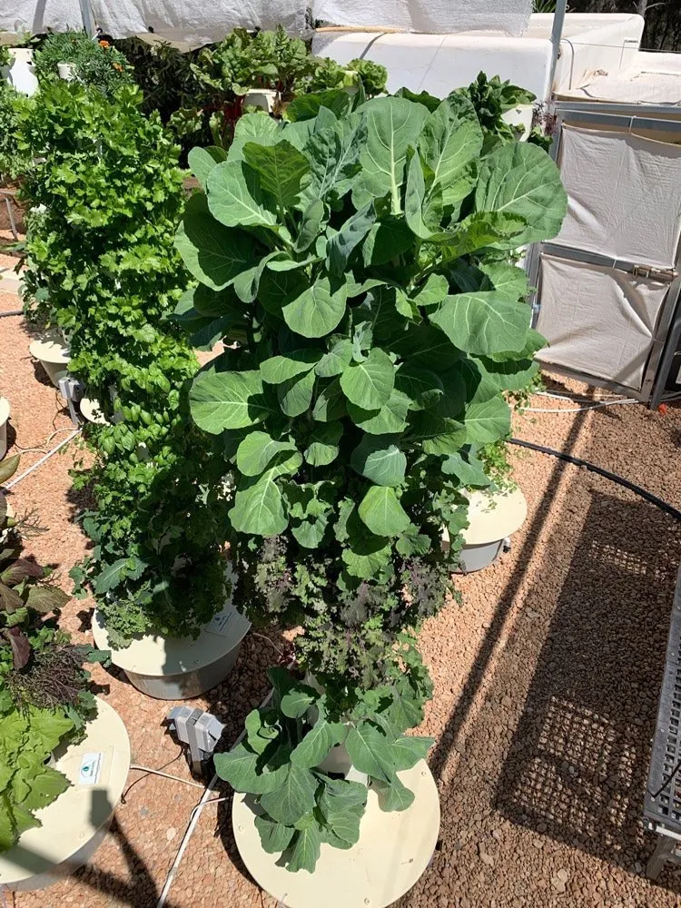tower-garden-collard-greens