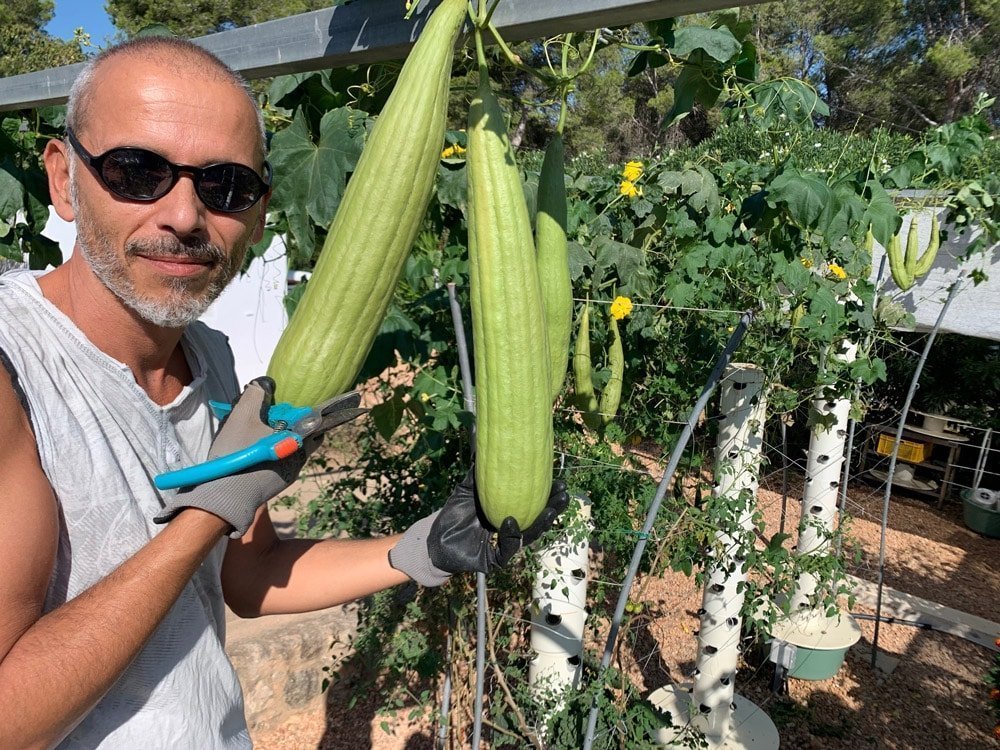tower-garden-loofah-sponge