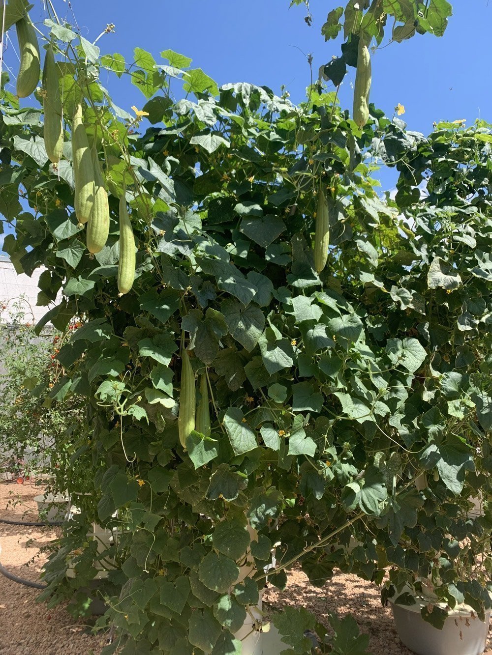 tower-garden-loofah-sponges
