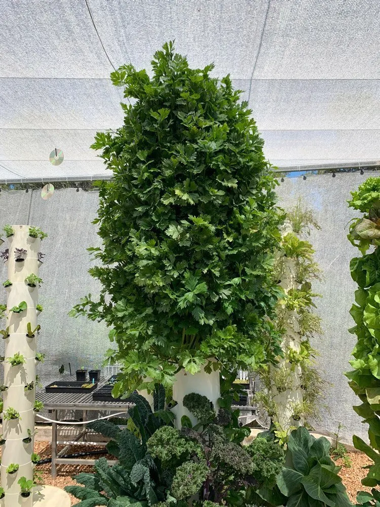 vertical-farming-celery