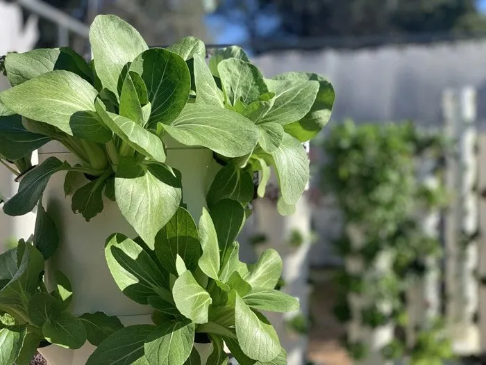 aeroponic-bok-choy