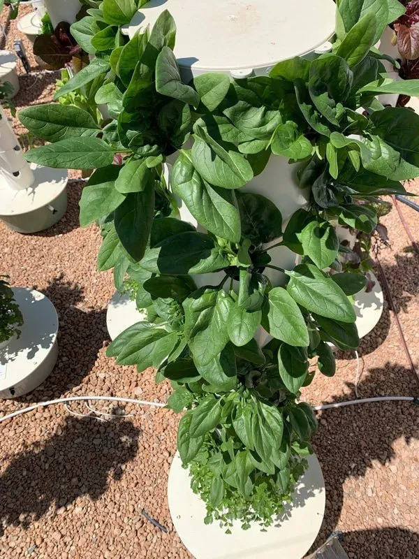 aeroponic-spinach
