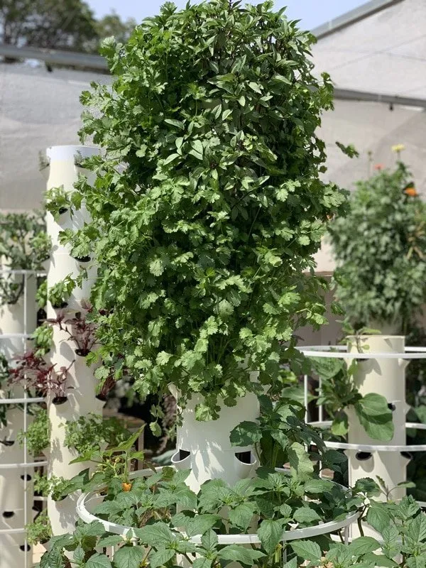 aeroponic-tower-garden-cilantro