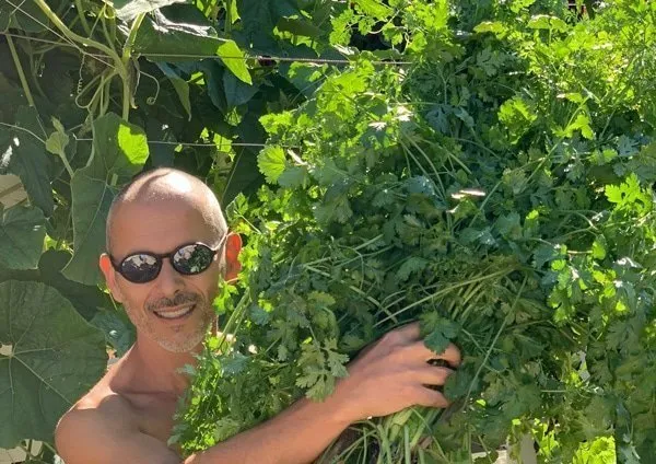 hydroponic-cilantro