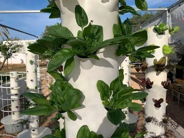hydroponic-spinach