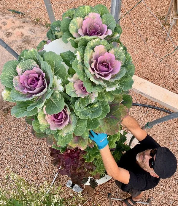 ornamental-kale-tower-garden