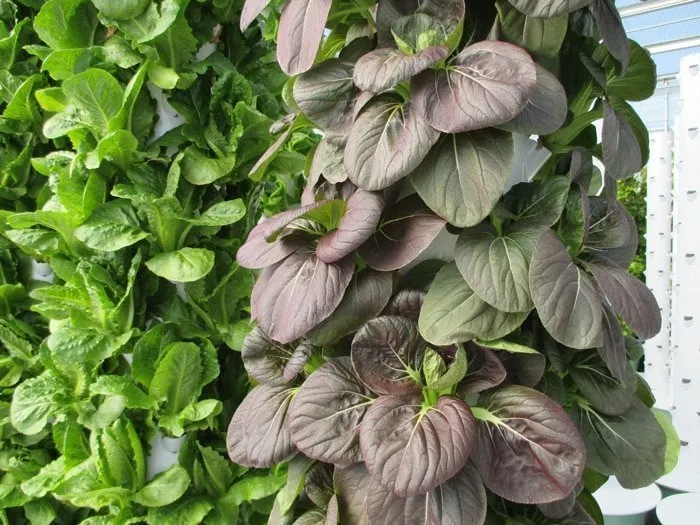 red-bok-choy