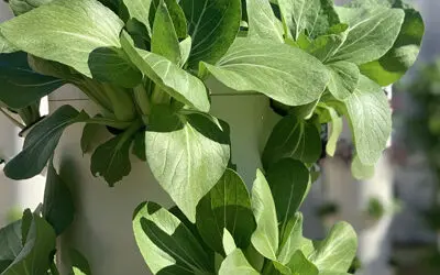 Growing Bok Choy on a Tower Garden