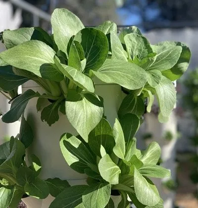 tower-garden-bok-choy-aeroponics