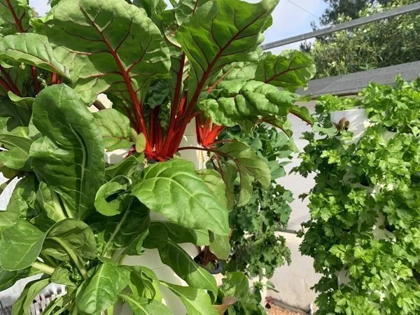 tower-garden-chard-aeroponics