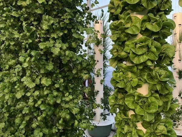 tower-garden-cilantro