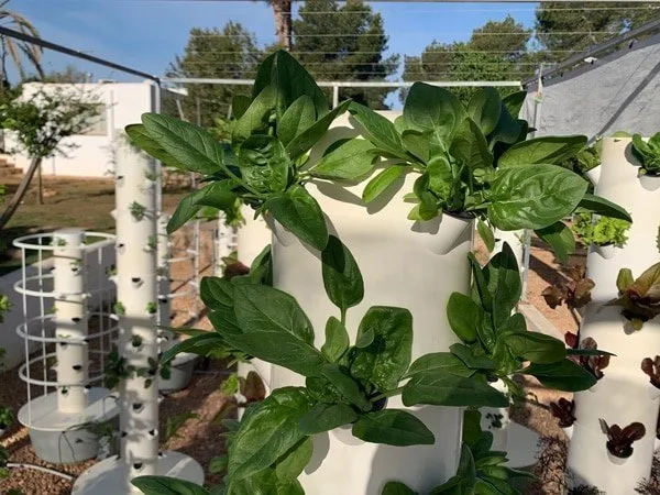 vertical-farming-spinach-tower-garden