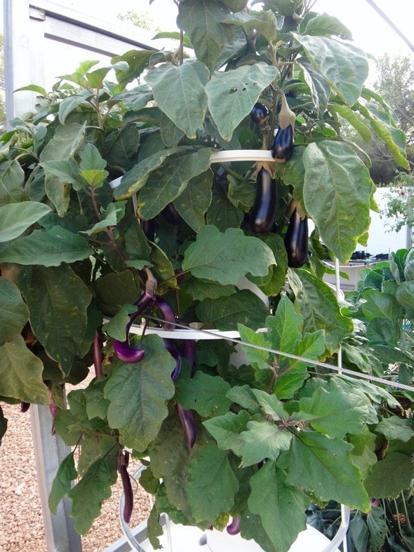 aeroponic-eggplant