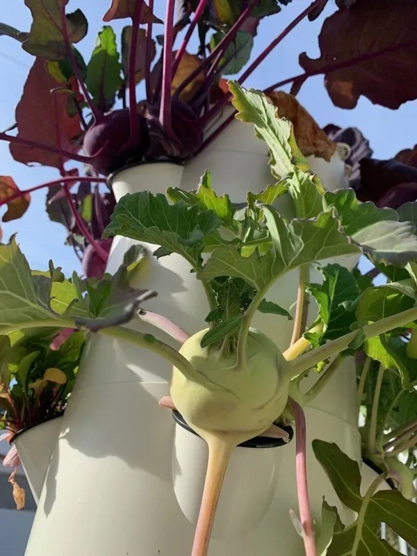 aeroponic-kohlrabi