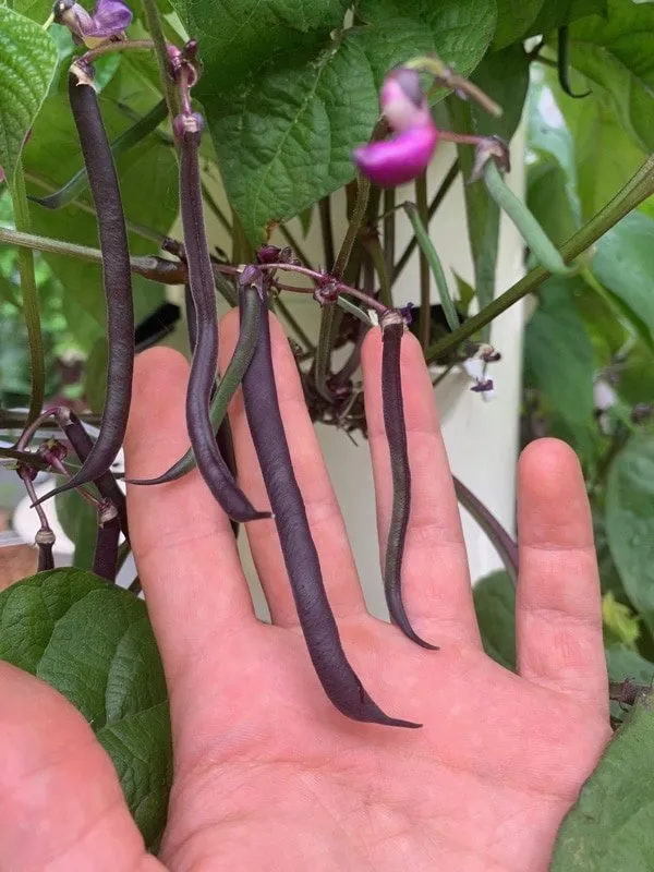 aeroponic-purple-beans