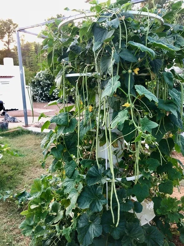 aeroponic-yardlong-beans