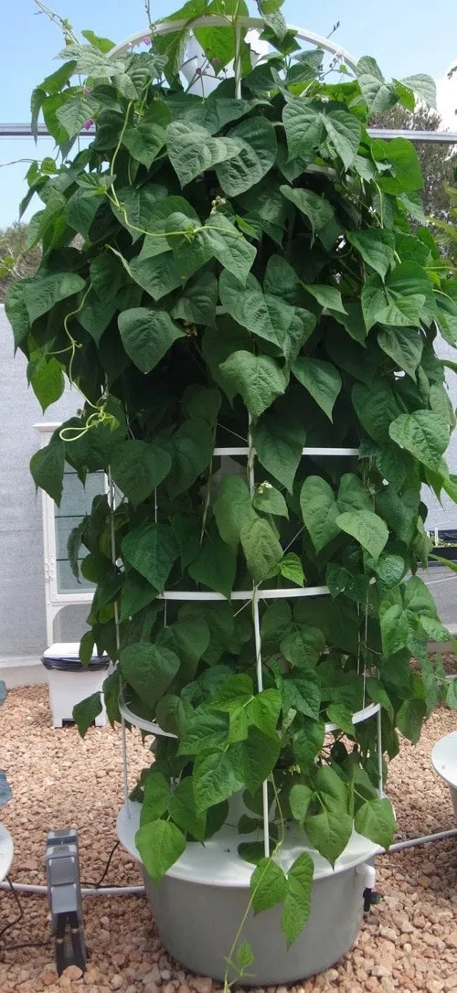 beans-on-tower-garden