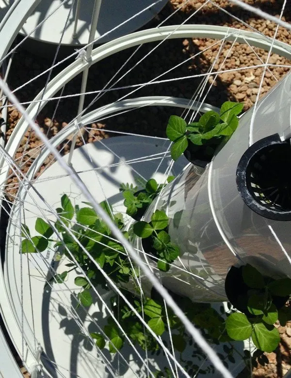 beans-trellis-support-tower-garden