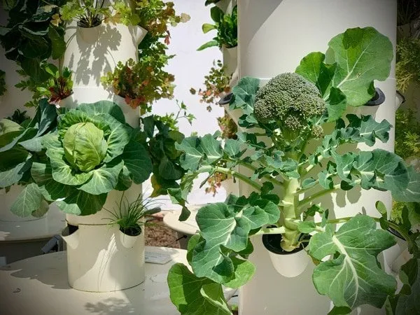 broccoli-cabbage-hydroponic