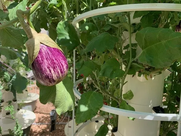 calliope-eggplant-aeroponics