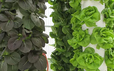 Forecasting Crops Selection When Planning a Tower Farm