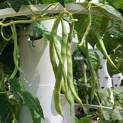 Fagioli su un Tower Garden