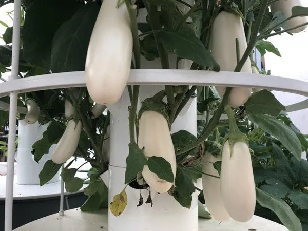 hydroponic-aubergine