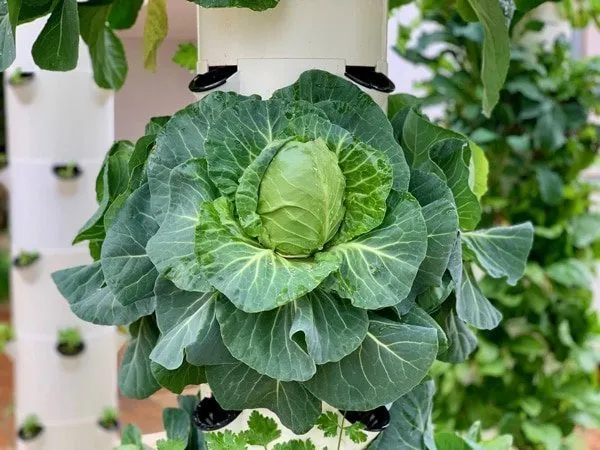 hydroponic-cabbage-tower-garden