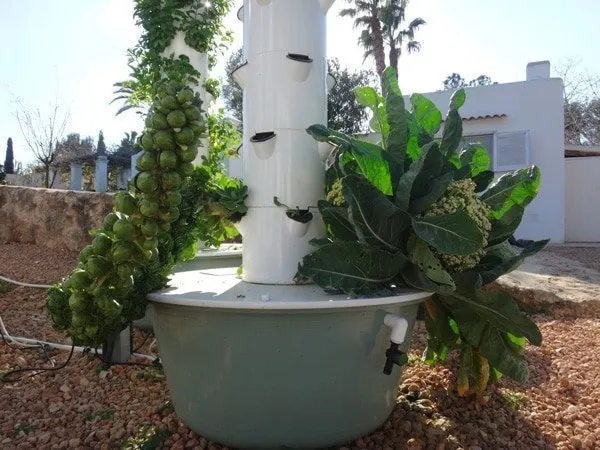 hydroponic-cruciferous-vegetables