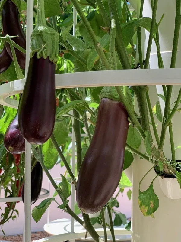 hydroponic-eggplant