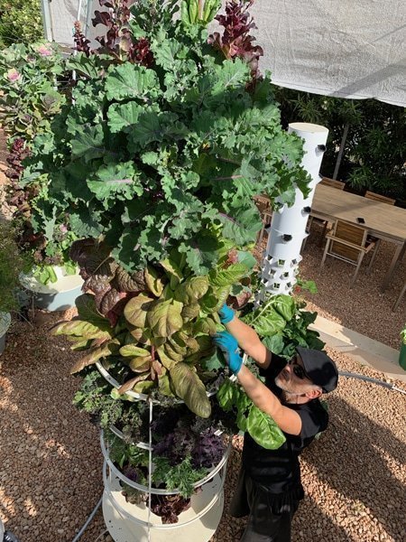 hydroponic-kale-tower-garden