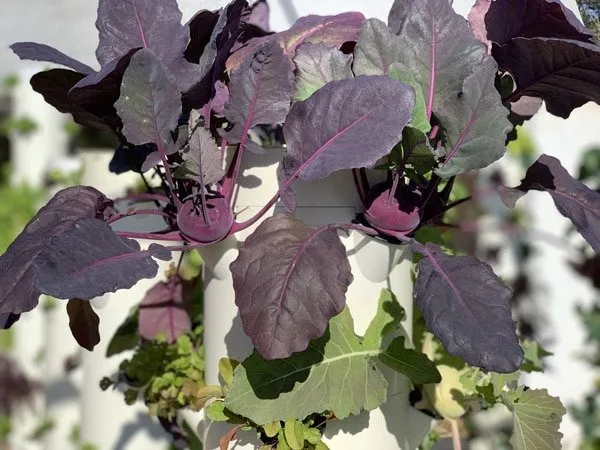hydroponic-kohlrabi