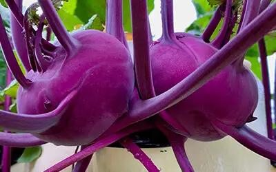 Growing Kohlrabi on a Tower Garden