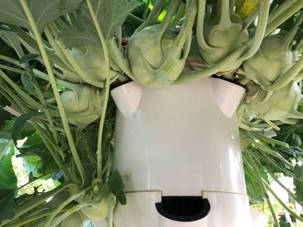 kohlrabi-tower-farms