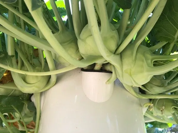 kohlrabi-tower-garden