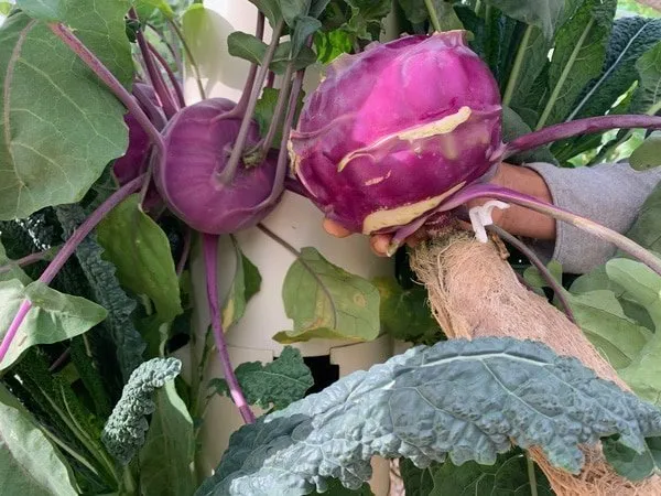 kohlrabi-vertical-farming