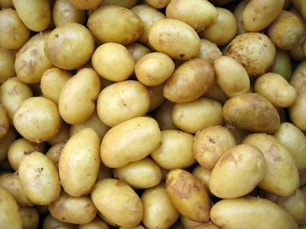 potatoes-tower-garden