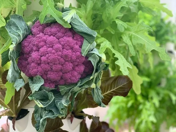purple-cauliflower-tower-garden
