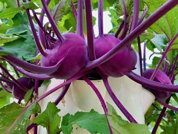 purple-kholrabi-tower-garden