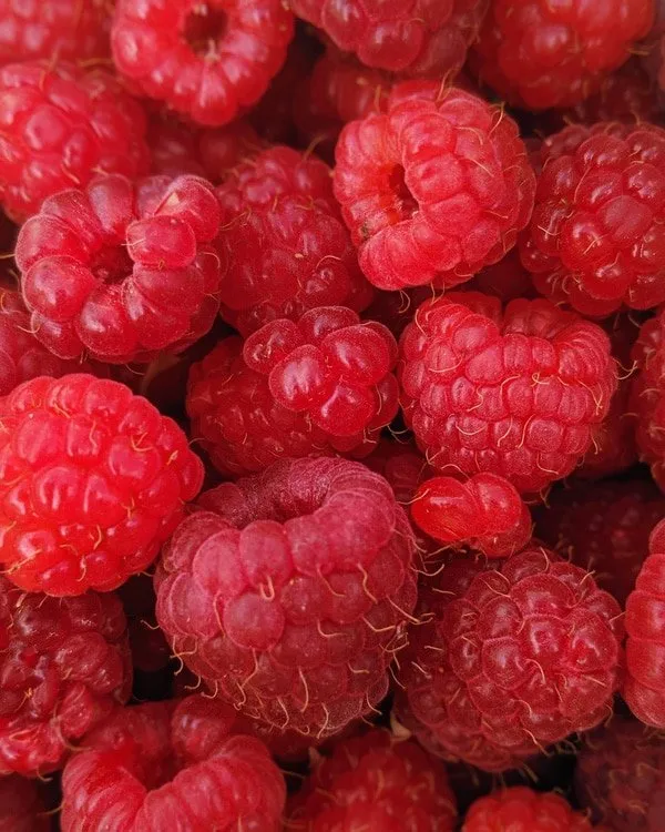 raspberry