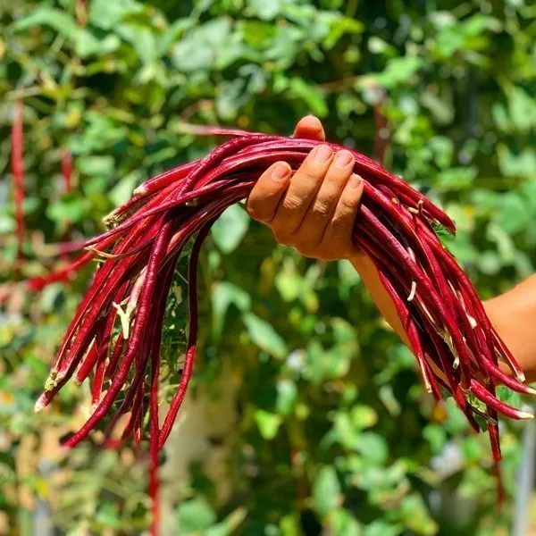 red-yardlong-beans