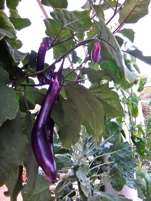thai-eggplant-hydroponic